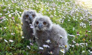 Nati due piccoli gufetti a Oltremare: nuovi ambasciatori della bellezza e fragilità della Natura