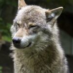 Lupi: il WWF chiede al governo italiano di mantenere gli attuali livelli di tutela