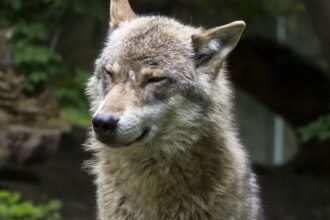 Lupi: il WWF chiede al governo italiano di mantenere gli attuali livelli di tutela