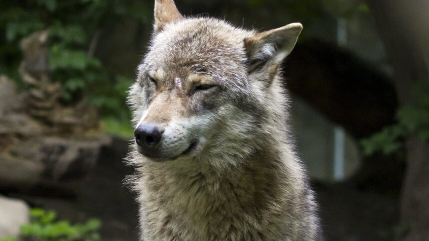 Lupi: il WWF chiede al governo italiano di mantenere gli attuali livelli di tutela