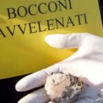 San Marino, Il Comitato A.N.I.M.A. ricorda la strage di animali a Fiorentino: “Non dimentichiamo quelle esche crudeli”