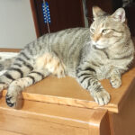 Gatti scomparsi a San Marino, tornano sospetti sulle sparizioni. Famiglie preoccupate