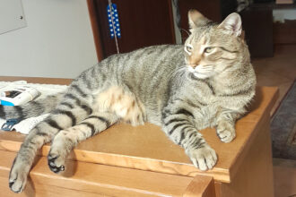 Gatti scomparsi a San Marino, tornano sospetti sulle sparizioni. Famiglie preoccupate