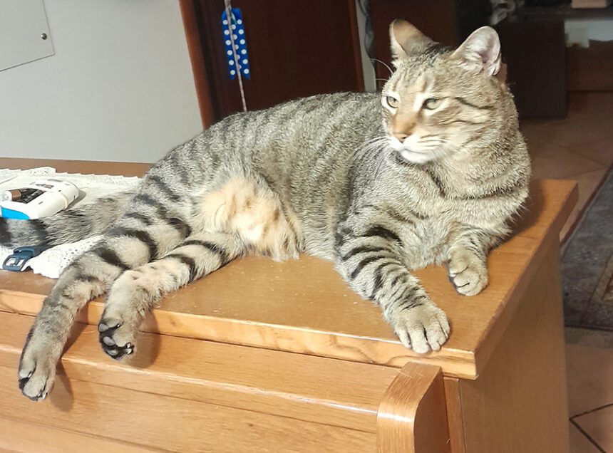 Gatti scomparsi a San Marino, tornano sospetti sulle sparizioni. Famiglie preoccupate