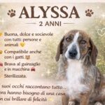APAS San Marino. Alyssa, una cagnolina speciale che ha bisogno di una casa