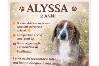 APAS San Marino. Alyssa, una cagnolina speciale che ha bisogno di una casa