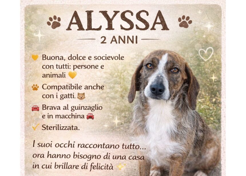 APAS San Marino. Alyssa, una cagnolina speciale che ha bisogno di una casa