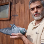 San Marino, Sport. Tripletta per Luca Casadei: il colombofilo sammarinese trionfa anche a Trani