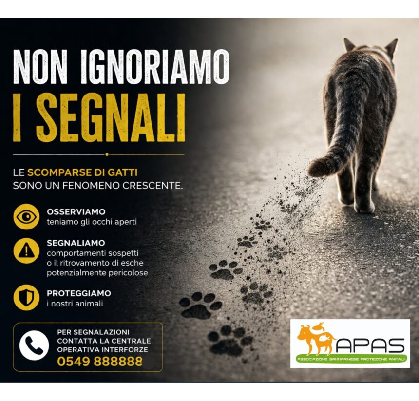APAS San Marino. Scomparse di gatti nel territorio sammarinese: non ignoriamo i segnali