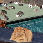 San Marino – APAS: “Gtti scomparsi, torna la preoccupazione. Non sottovalutare i segnali”