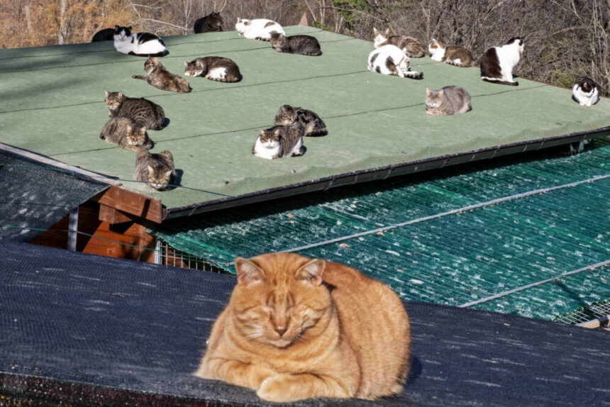 San Marino – APAS: “Gtti scomparsi, torna la preoccupazione. Non sottovalutare i segnali”