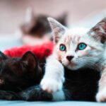 “A  San Marino cento gatti spariti nel nulla nell’arco di un anno”: allarme dell’Apas