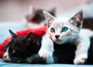 “A  San Marino cento gatti spariti nel nulla nell’arco di un anno”: allarme dell’Apas