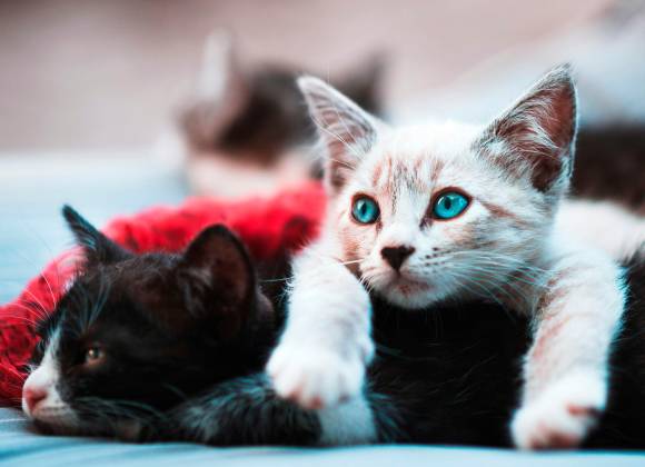 “A  San Marino cento gatti spariti nel nulla nell’arco di un anno”: allarme dell’Apas