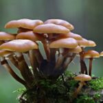 San Marino. Associazione micologica: “Abbiamo perso il senso di appartenenza al territorio e al paesaggio”