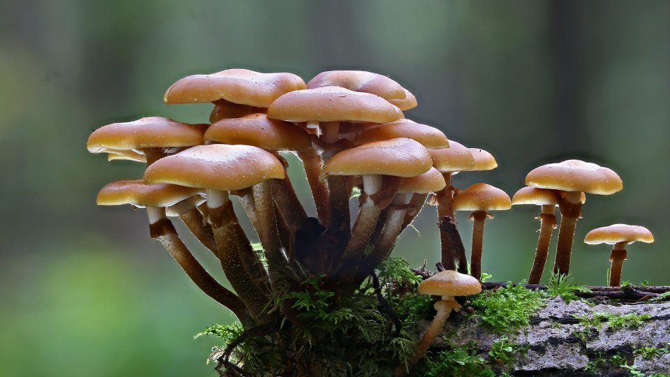 San Marino. Associazione micologica: “Abbiamo perso il senso di appartenenza al territorio e al paesaggio”