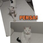 APAS San Marino. Milù scomparsa in zona Villa Verucchio. Ogni segnalazione è preziosa!