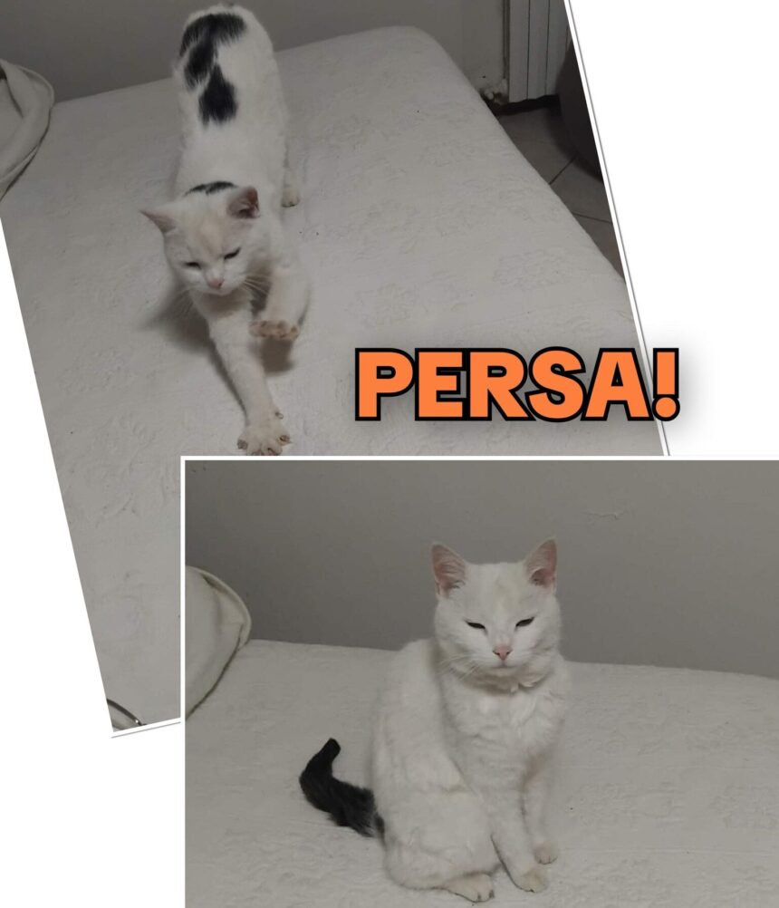 APAS San Marino. Milù scomparsa in zona Villa Verucchio. Ogni segnalazione è preziosa!