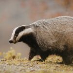 Cerca di aiutare un tasso e viene morso: corsa a Ferrara per il siero