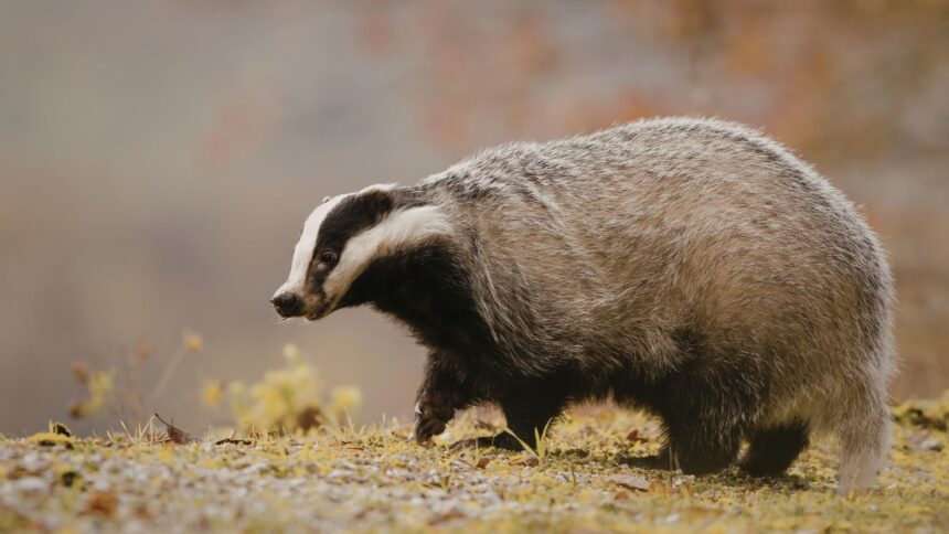Cerca di aiutare un tasso e viene morso: corsa a Ferrara per il siero