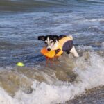 Spiagge di Rimini sempre più dog friendly: nuove fasce orarie per il bagno dei cani