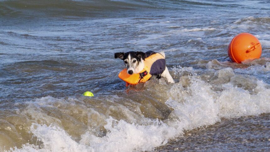 Spiagge di Rimini sempre più dog friendly: nuove fasce orarie per il bagno dei cani