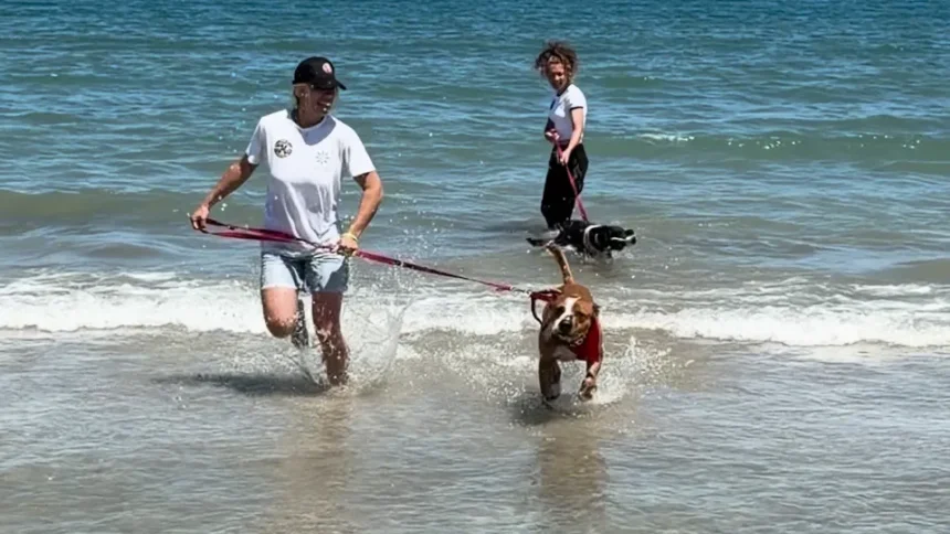 Il canile di Rimini scende al mare. E Shark trova una nuova famiglia