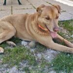 APAS San Marino. Woody ci crede ancora, aspetta una famiglia