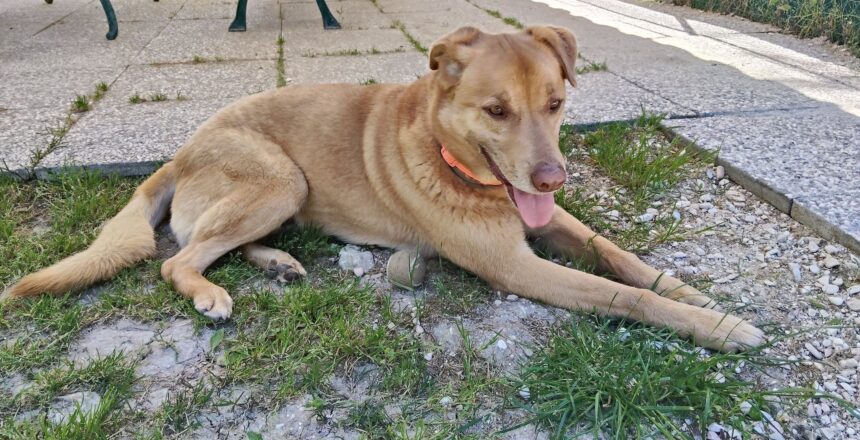 APAS San Marino. Woody ci crede ancora, aspetta una famiglia