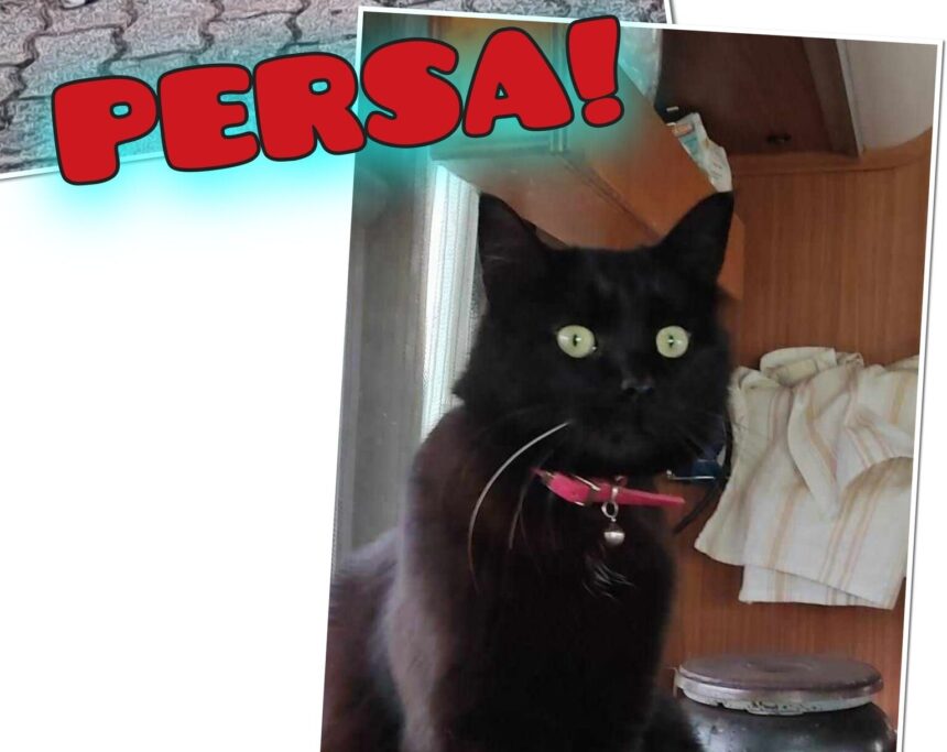 APAS San Marino. Gattina scomparsa a Dogana, zona Ca Ragni. Ogni segnalazione è preziosa!
