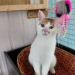 APAS San Marino. Gatto trovato a Faetano, si cerca il proprietario