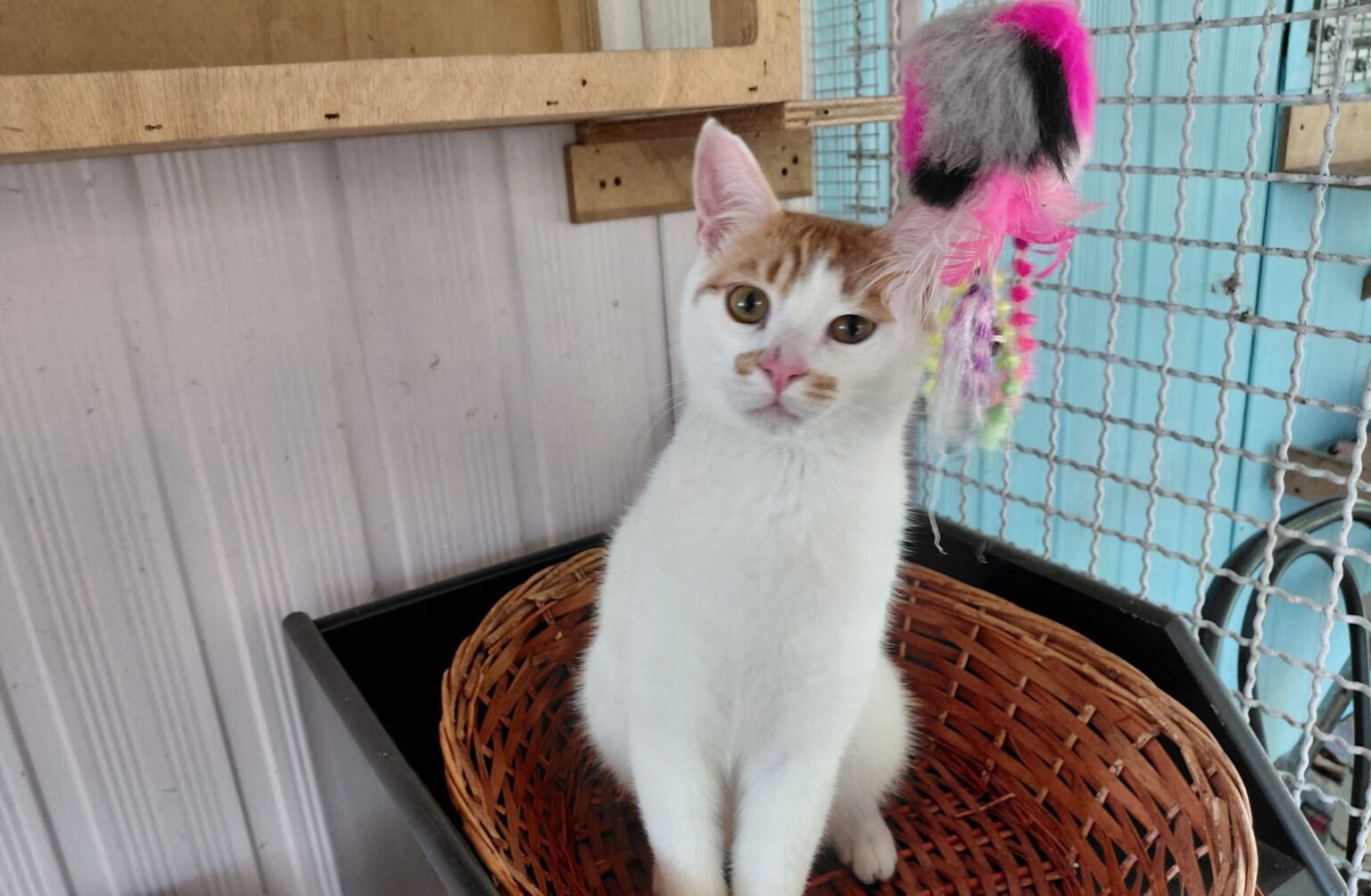 APAS San Marino. Gatto trovato a Faetano, si cerca il proprietario