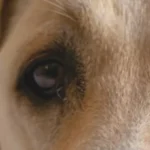 Labrador ucciso e seppellito. LNDC Animal Protection si unisce alla denuncia