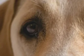 Labrador ucciso e seppellito. LNDC Animal Protection si unisce alla denuncia