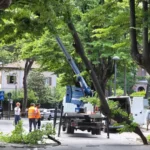 Forte vento: cede una grossa branca di un tiglio in viale Vittorio Emanuele