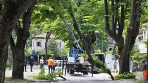 Forte vento: cede una grossa branca di un tiglio in viale Vittorio Emanuele