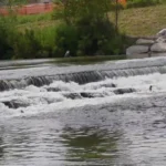 Una scala di risalita per le piccole anguille. Inaugurata al Ponte degli Scout