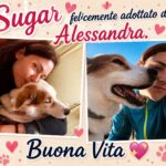 APAS San Marino. Sugar non è più un cane che aspetta, è arrivata Alessandra!