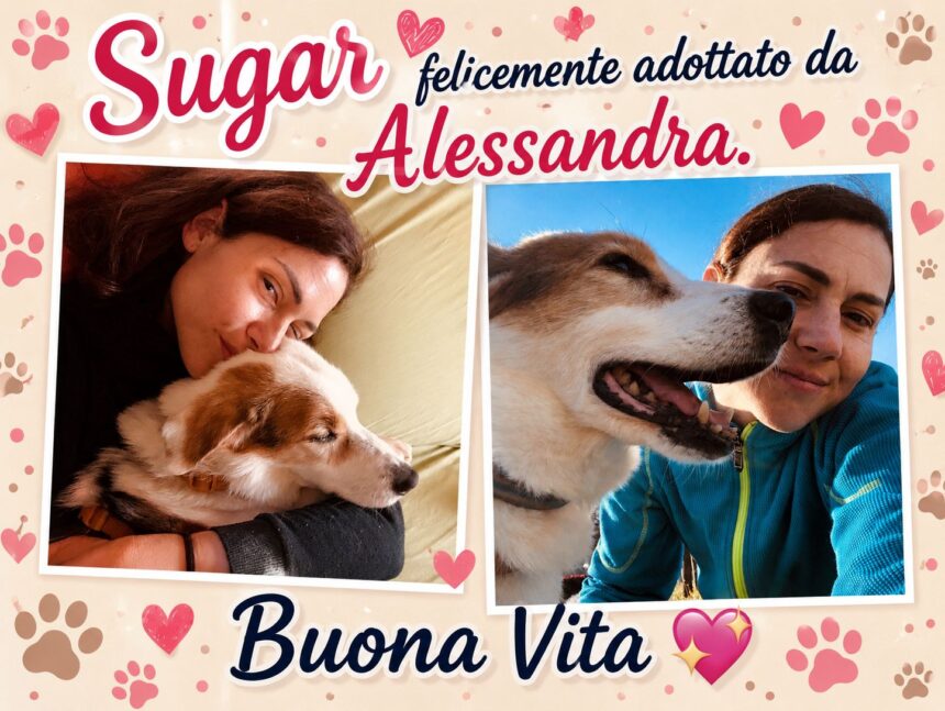 APAS San Marino. Sugar non è più un cane che aspetta, è arrivata Alessandra!