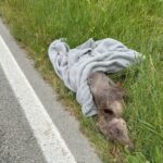 Carcassa di lupo abbandonata lungo strada del Marano