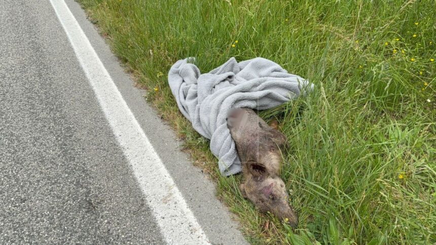 Carcassa di lupo abbandonata lungo strada del Marano