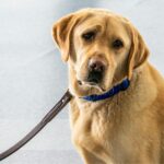Accusato di aver ucciso l’anziano cane, 60enne rischia tre anni