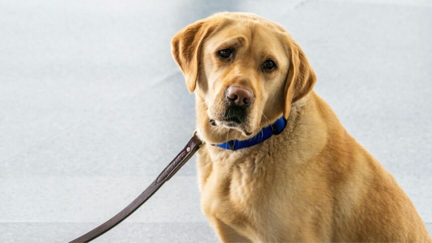 Accusato di aver ucciso l’anziano cane, 60enne rischia tre anni