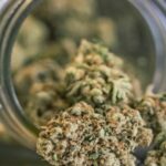“La cannabis aumenta il rischio infarto fino a 6 volte e ictus fino al 40%”