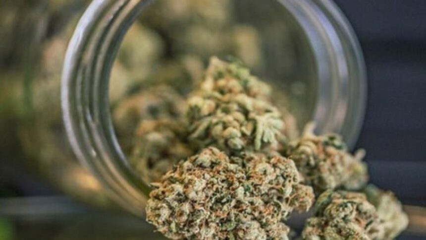 “La cannabis aumenta il rischio infarto fino a 6 volte e ictus fino al 40%”