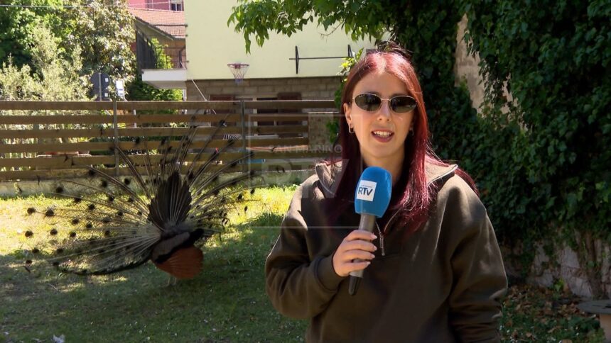 La colonia di pavoni di Punta Marina divide i residenti. Gli animalisti: “Nessun pericolo, devono restare”