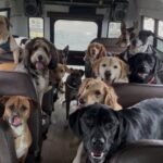 Curiosità. San Marino, l’asilo per cani divide Facebook: idea geniale o moda “troppo moderna”?