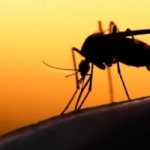 Cesena, nuovi focolai di dengue: disinfestazioni in corso in due quartieri