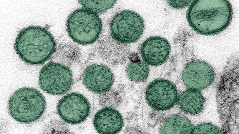 Hantavirus. I protocolli a San Marino ci sono?