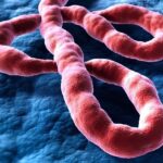 Ebola, l’Oms dichiara l’emergenza internazionale per il virus Bundibugyo
